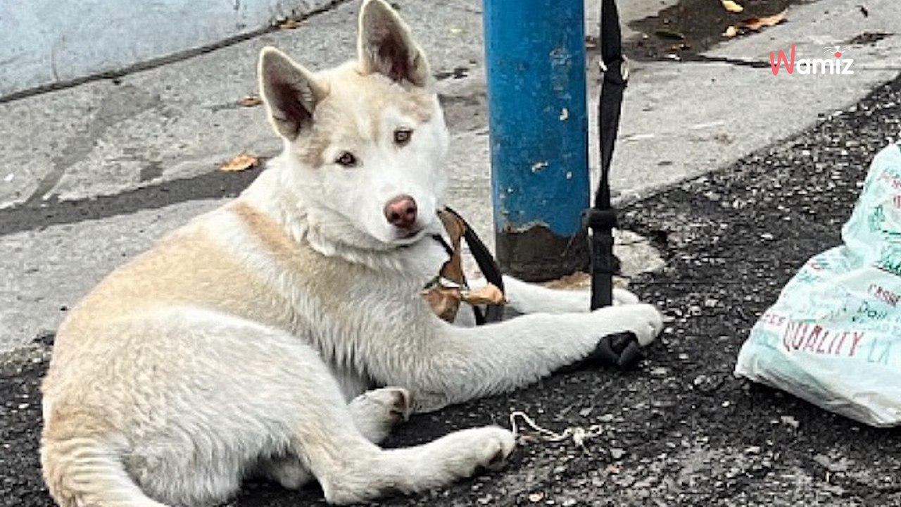 Legato a un palo, reagisce in modo commovente quando incrocia lo sguardo del suo salvatore