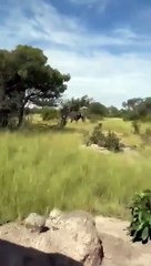 Vean el brutal ataque de un elefante que dejó una fallecida de 80 años