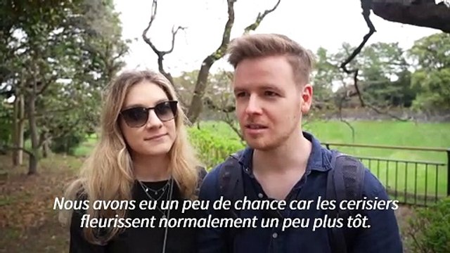 Tokyo s'émerveille devant ses cerisiers en fleurs