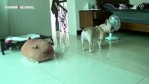 Tayvan'da 7,4 büyüklüğündeki depremi önceden hisseden köpeğin görüntüleri gündem oldu