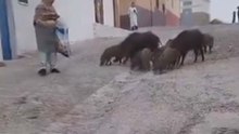 مغربية تطعم قطيع خنازير برية.. خطر أم رأفة بالحيوانات؟