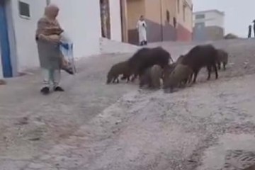 مغربية تطعم قطيع خنازير برية.. خطر أم رأفة بالحيوانات؟