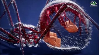 Örümceklerin Harika Anatomisi - Bilmeniz Gereken Her Şey