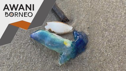 Awas! Jangan sentuh obor-obor Portuguese Man O War
