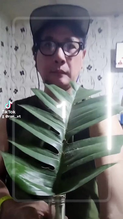 My monstera