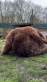 Video shows bears Eso and Byara 'wrestling' at zoo
