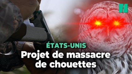 Aux États-Unis, la proposition de tuer un demi-million de chouettes fait débat
