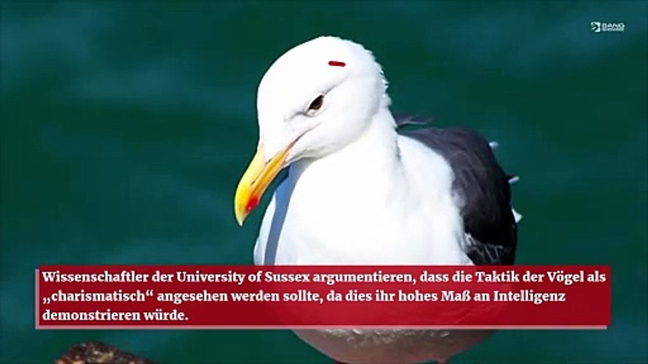 Menschen sollten Möwen dafür würdigen, dass sie ihre Nahrung stehlen