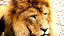 LIONS 4K HDR 60fps Video 4K HDR 60fps Dolby Vision Demo in 2023 Africa Amazon 4k Video