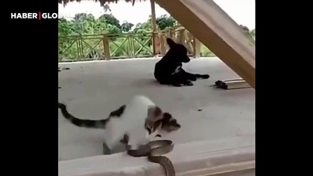 Yılanı yanına geldiğine pişman eden kedinin yaptıkları izlenme rekoru kırdı