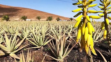 Canaries (Espagne) : Fuertaventura