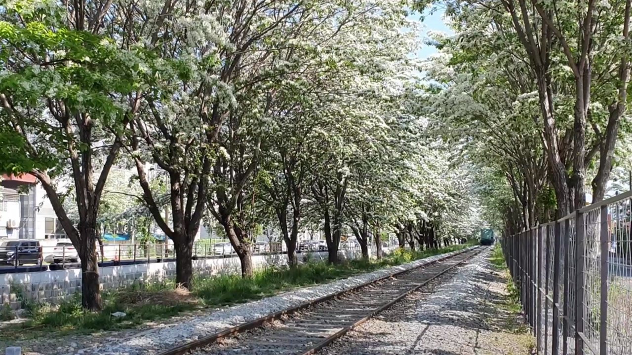 "이팝나무꽃 구경하세요"...전주 팔복동 철길, 한시 개방 / YTN