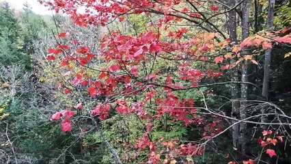 Canada : Québec (Cantons de l'Est)