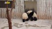 Adorable Panda Cubs Melt Hearts Around The World With Cuteness & Obedience