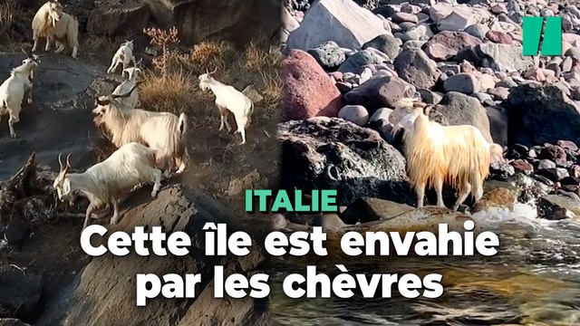 Six fois plus de chèvres que d’humains sur cette île et le maire n’en peut plus