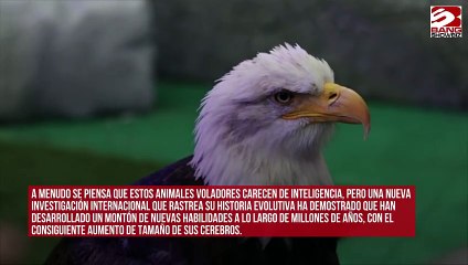 El cerebro de las aves es cada vez más grande