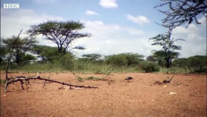 Patlayıcı Böcek Asidini Arka Tarafından Sıkar || Türkçe Belgesel