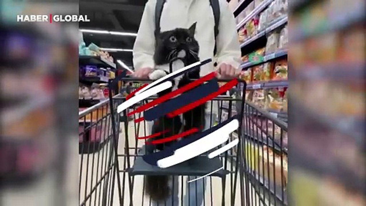 Marketi alışveriş arabasında gezen kedinin ağzı açık kaldı: "Yaşıyorsunuz bu hayatı"
