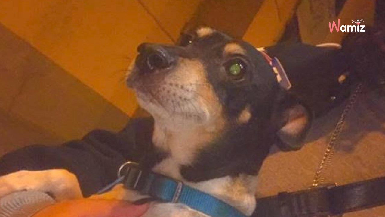 Elle appelle le refuge pour qu'ils viennent chercher le chien de sa mère : ils frémissent devant son ultimatum