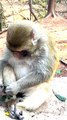 Funny Viral Monkey Shorts, Monkey Shorts Video, Animal Planet,Indan Animals #Wildeanimals#Monkeyvideo#Animals