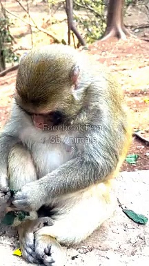 ⁣Funny Viral Monkey Shorts, Monkey Shorts Video, Animal Planet,Indan Animals #Wildeanimals#Monkeyvide