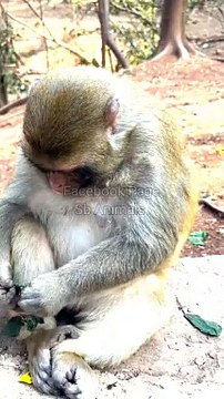 Funny Viral Monkey Shorts, Monkey Shorts Video, Animal Planet,Indan Animals #Wildeanimals#Monkeyvideo#Animals