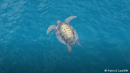 Malaysia's sea turtles are edging towards extinction