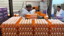 Bird Flu Was Found in Chickens at the Largest U.S. Egg Producer