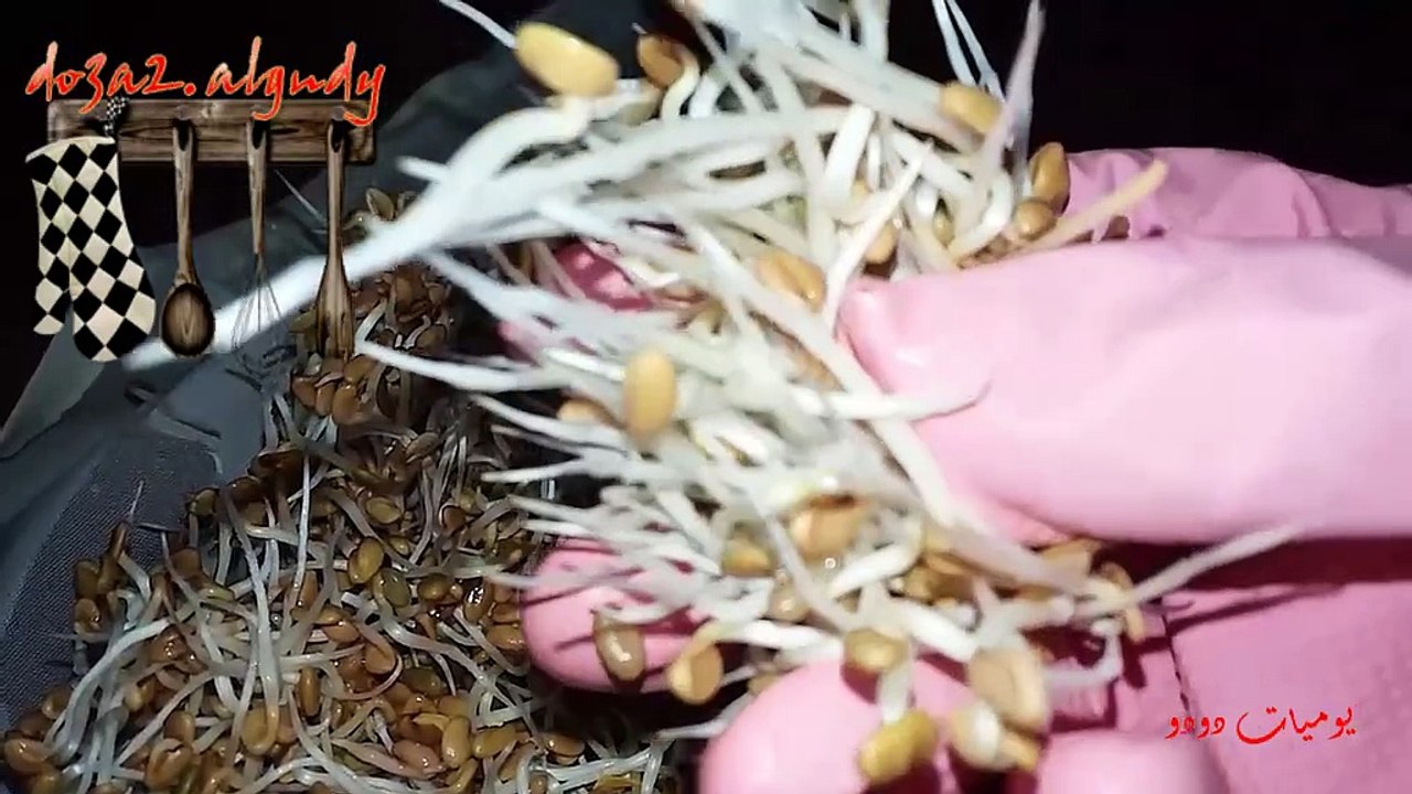 الخطوات التفصيلية لإنبات الحلبة || تسالي العيد 