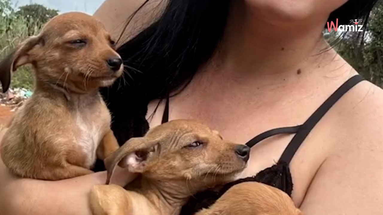 Trzy zdesperowane szczeniaczki wybiegają z zarośli, by poprosić o pomoc (video)