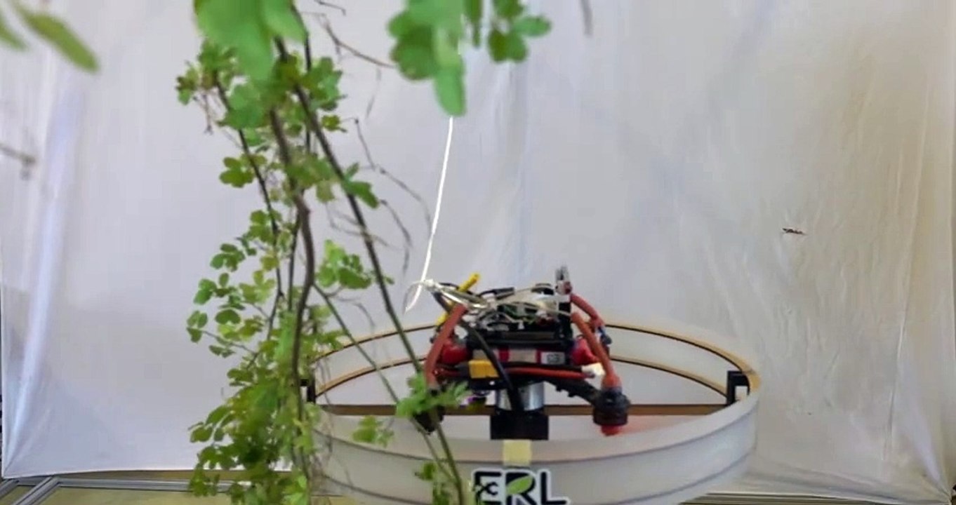 'Cockroach-inspired' robot can navigate tree branches
