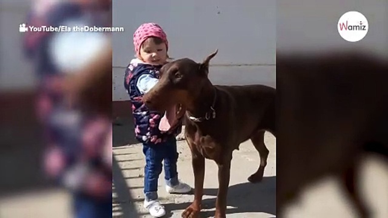 Kleines Mädchen umarmt riesigen Dobermann: Alle schauen fassungslos zu, wie der Hund reagiert (Video)