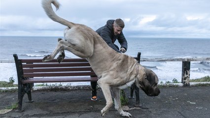 "I own the UK's BIGGEST Dog"