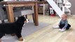 Berner Sennenhund und Baby sehen sich zum ersten Mal Das Video ist megasüß720