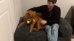 Golden Retriever Excitedly Shows Their New Bed to Man