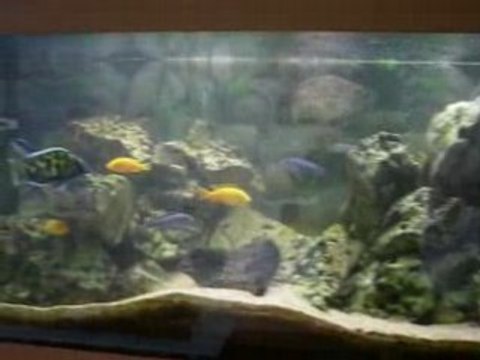 Aquarium malawi 300L