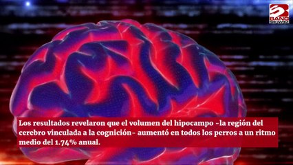 Los perros viejos deben aprender trucos nuevos