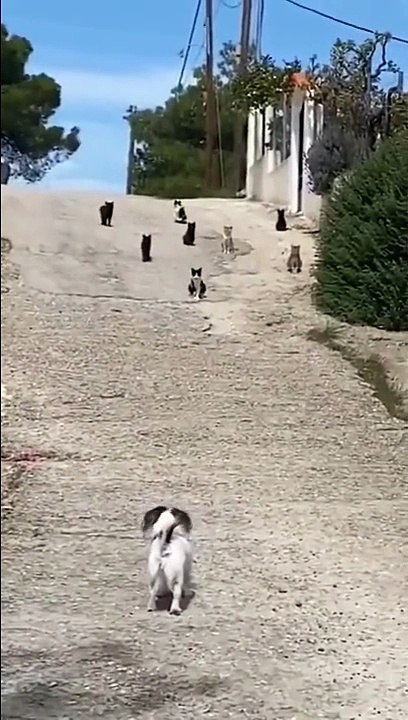 Ce chien fait face à beaucoup trop de chats... demi tour