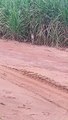 Morador flagra casal de onças-pardas entre os municípios de Indianópolis e Rondon