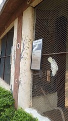 Cockatoo yellow #viral #trending #foryou #reels #beautiful #love #funny #delicious #fun #love