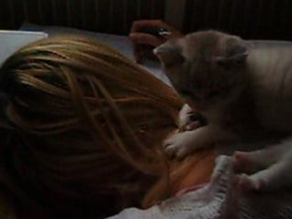petit chat