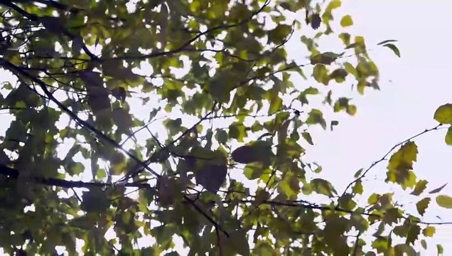 Tarbosaurus ve Velociraptorların Avı - [Tarih Öncesi Gezegen] sezon 2 || Türkçe Belgesel