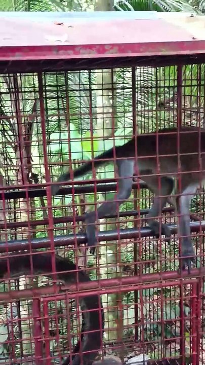 female monkey