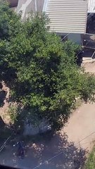 Helicóptero Águia presta apoio em prisão por tráfico de drogas