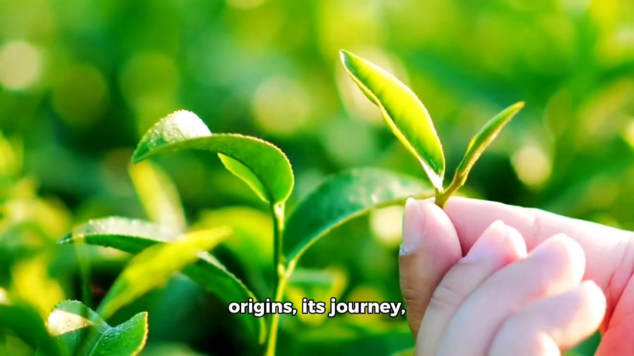 "Tea ☕ All you need to know about it"