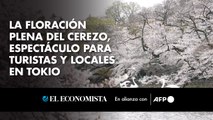 La floración plena del cerezo, espectáculo para turistas y locales en Tokio