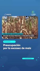 Preocupación por la escasez de maíz