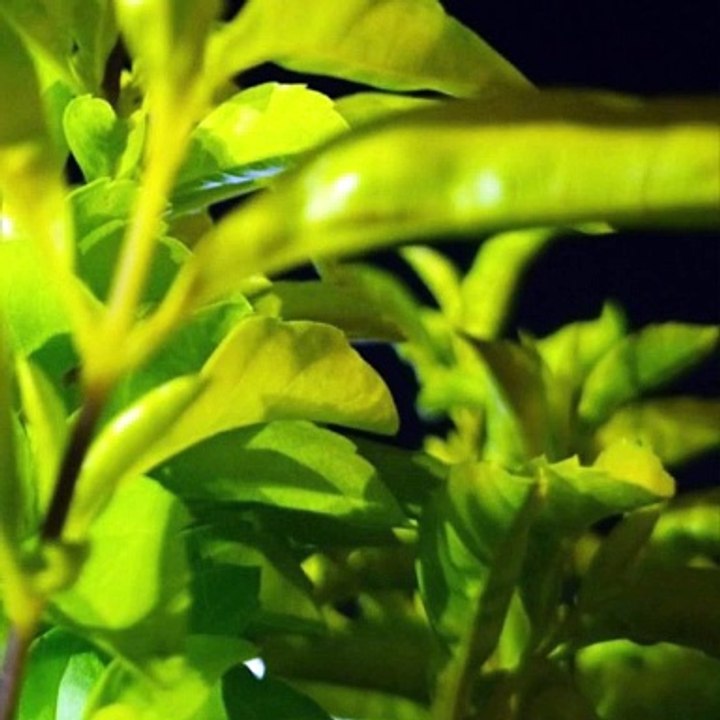 -Jacobo Shemaria Capuano- ¿Qué impacto tiene en el ambiente la energía geotérmica? (Parte 2) (Creado por @JacoboShemariaCapuano)