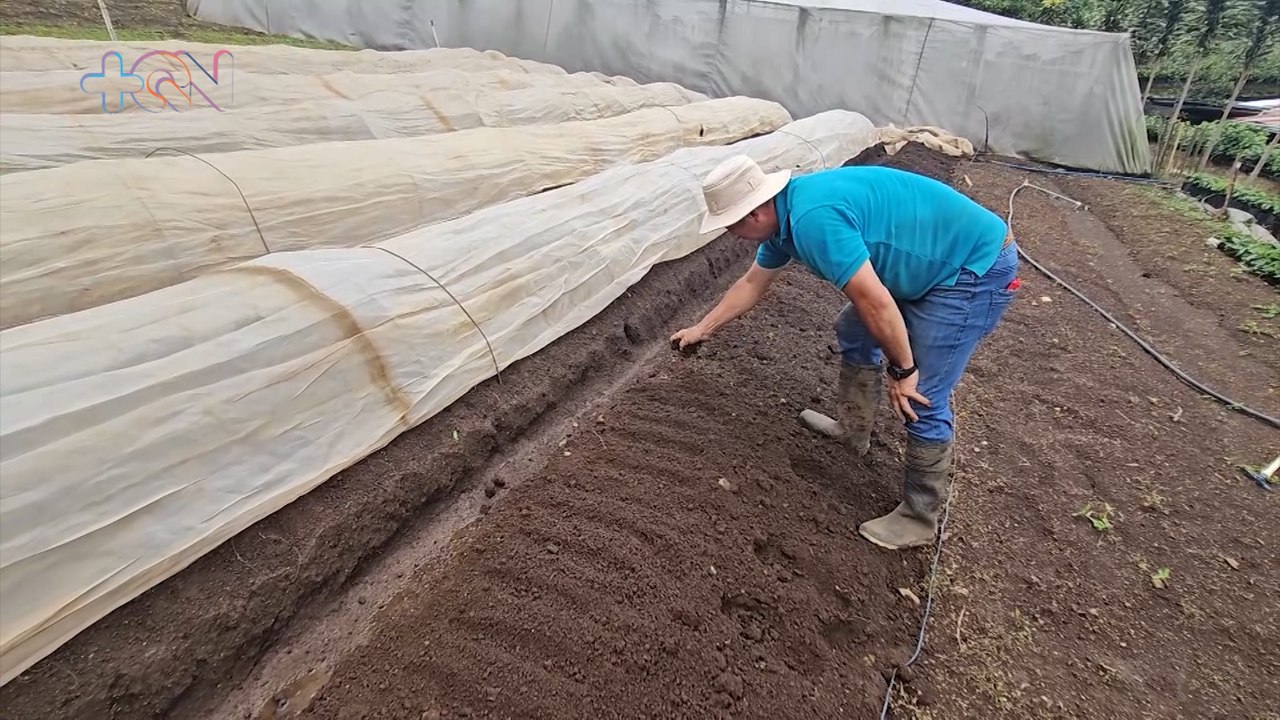 mqn-Agricultores ticos combaten cambio climático con nuevas prácticas-040424