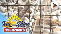 Matinding init dulot ng #ElNiñoPH, posibleng makaapekto sa paglaki ng mga manok ayon sa isang broiler group